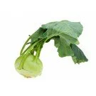 Deutscher Kohlrabi Stück