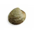 Venusmuscheln Vongole Veraci 1kg