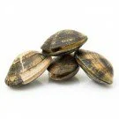 Teppichmuscheln Fasolari 1kg