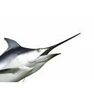 Schwertfisch ca. 400g