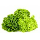 Grüner Salat Bionda Stück